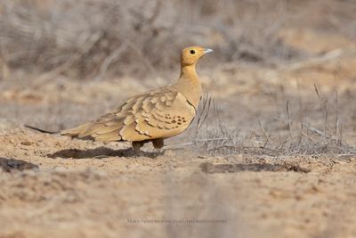 Chestnut-bellied Sandgrouse - Pterocles exustus