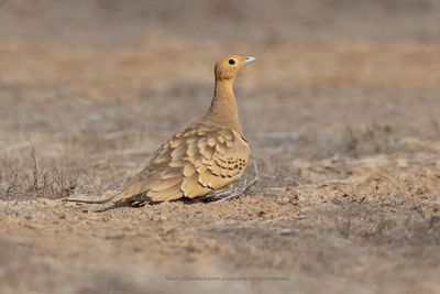 Chestnut-bellied Sandgrouse - Pterocles exustus