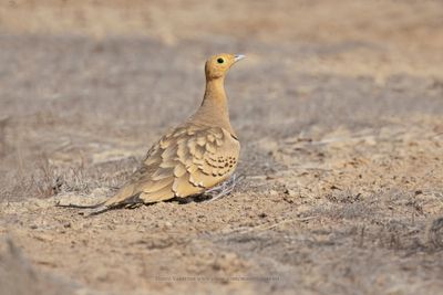 Chestnut-bellied Sandgrouse - Pterocles exustus