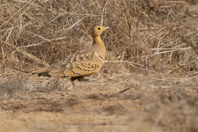 Chestnut-bellied Sandgrouse - Pterocles exustus