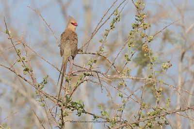 Blue-naped Mousebird - Urocolius macrourus