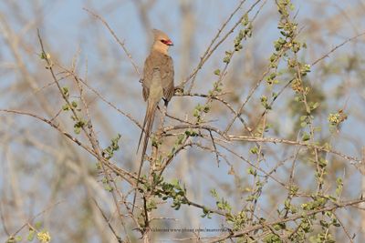 Blue-naped Mousebird - Urocolius macrourus