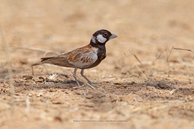 Chestnut-backed Sparrow-lark - Eremopteryx leucotis