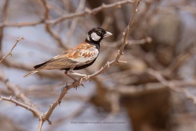 Chestnut-backed Sparrow-lark - Eremopteryx leucotis