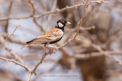 Chestnut-backed Sparrow-lark - Eremopteryx leucotis