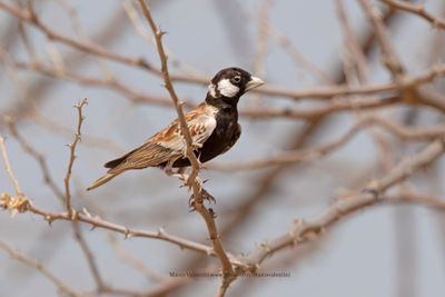 Chestnut-backed Sparrow-lark - Eremopteryx leucotis