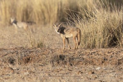 African Wolf - Canis lupaster