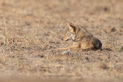 African Wolf - Canis lupaster