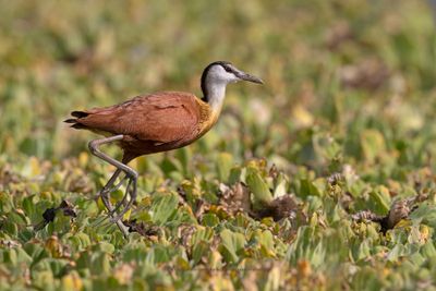 African jacana - Actophilornis africanus