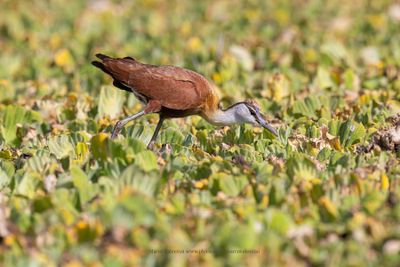 African jacana - Actophilornis africanus