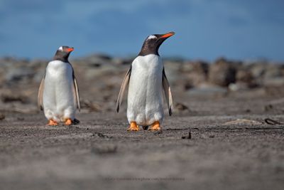 Gentoo Penguin - Pygoscelis papua