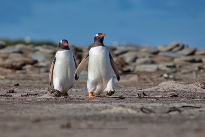 Gentoo Penguin - Pygoscelis papua
