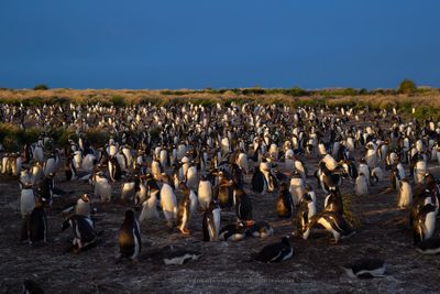 Gentoo Penguin - Pygoscelis papua
