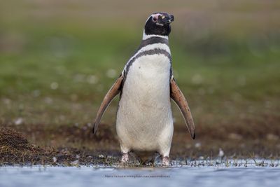 Magellanic Penguin- Spheniscus magellanicus