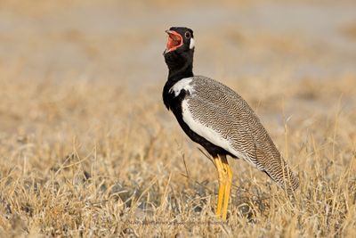 Northern Black korhann - Afrotis afraoides