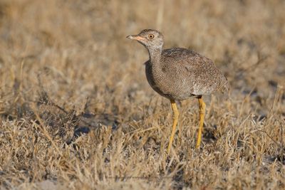 Northern Black korhann - Afrotis afraoides