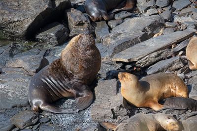 South American Sea-lion - Otaria flavescens