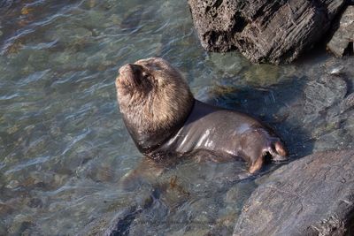 South American Sea-lion - Otaria flavescens