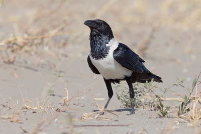 African Pied crow - Corvus albus