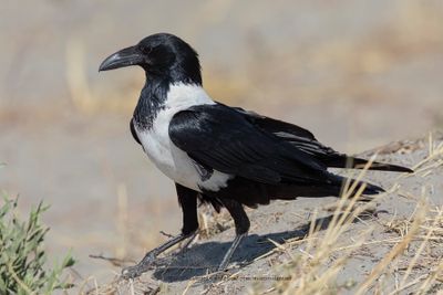 African Pied crow - Corvus albus
