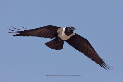 African Pied crow - Corvus albus