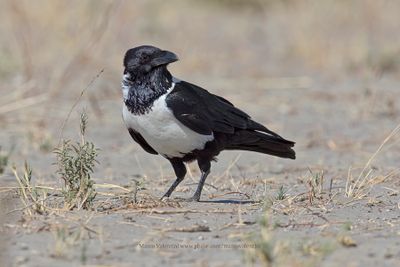 African Pied crow - Corvus albus