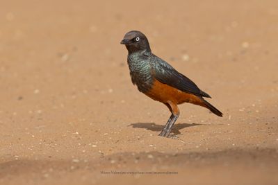 Chestnut-bellied Starling - Lamprotornis pulcher