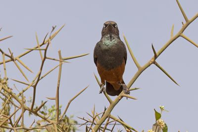 Chestnut-bellied Starling - Lamprotornis pulcher