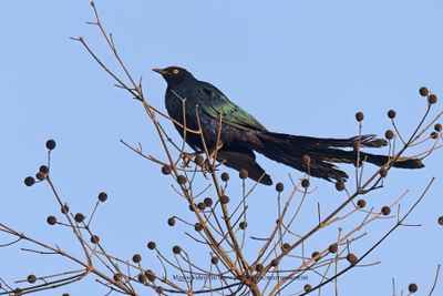 Long-tailed Glossy Starling - Lamprotornis caudatus