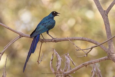 Long-tailed Glossy Starling - Lamprotornis caudatus