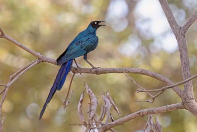 Long-tailed Glossy Starling - Lamprotornis caudatus