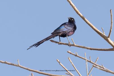 Long-tailed Glossy Starling - Lamprotornis caudatus