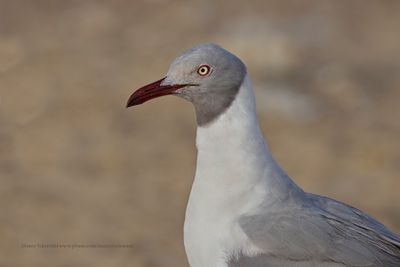 Grey-headed Gull - Chroicocephalus leucocephalus