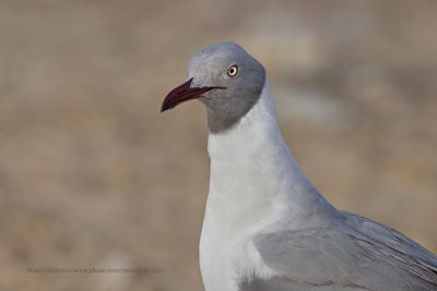 Grey-headed Gull - Chroicocephalus leucocephalus