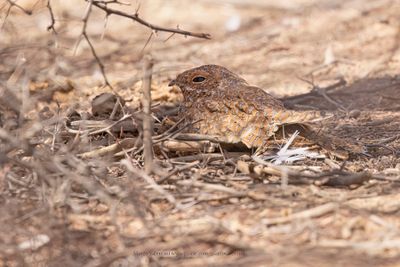 Golden Nightjar - Caprimulgus eximius