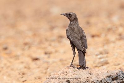 Northern Anteater-Chat - Myrmecocichla aethiops