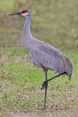 Sandhill crane - Antigone canadensis