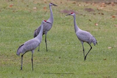 Sandhill crane - Antigone canadensis