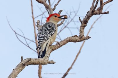 Red-bellied Woodpecker - Melanerpes carolinus