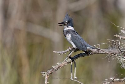 Belted Kingfisher - Megaceryle alcyon