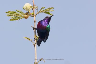 Splendid Sunbird - Cinnyris coccinigastrus