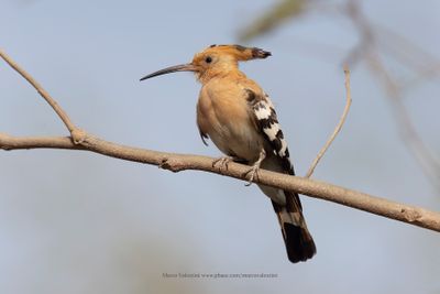 Hoopoe - Upupa epops