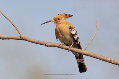 Hoopoe - Upupa epops