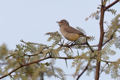 Yellow-bellied Eremomela - Eremomela icteropygialis
