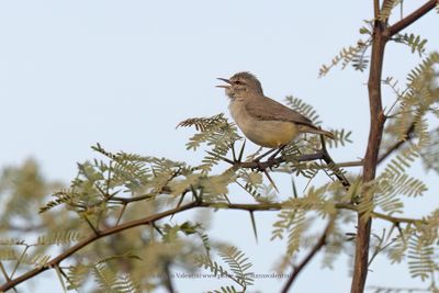 Yellow-bellied Eremomela - Eremomela icteropygialis