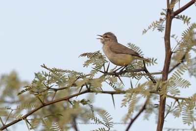 Yellow-bellied Eremomela - Eremomela icteropygialis