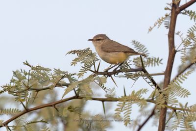 Yellow-bellied Eremomela - Eremomela icteropygialis
