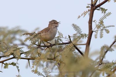 Yellow-bellied Eremomela - Eremomela icteropygialis