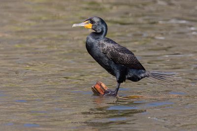 Double-crested Cormorant - Phalacrocorax auritus