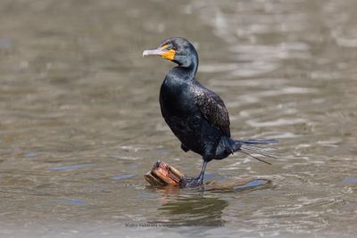 Double-crested Cormorant - Phalacrocorax auritus